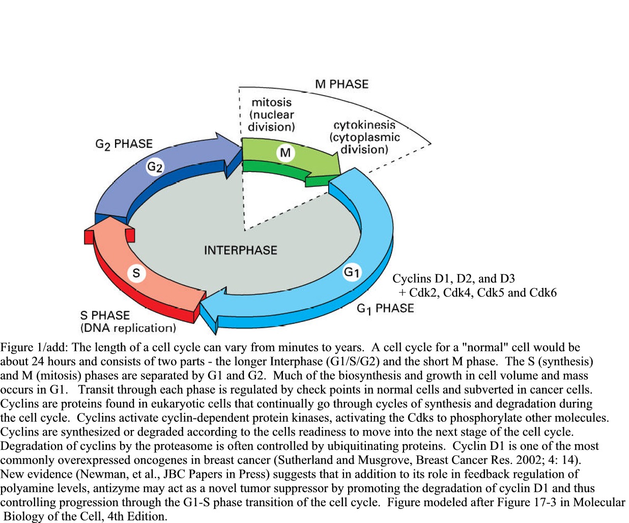 Cell Cycle